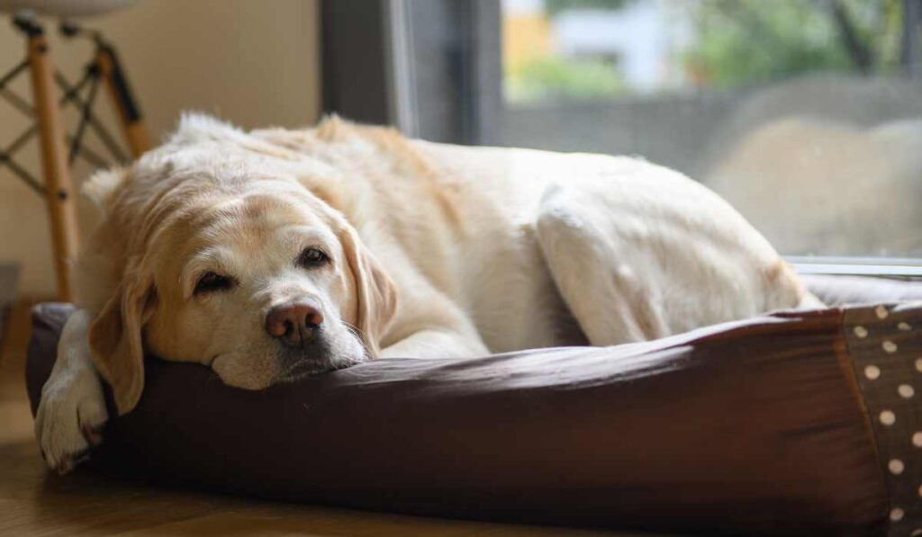 Koiranpedin pesu pesukoneessa onnistuu helposti 24 Pesulan mattokoneessa. Pesuohje kertoo, onko koko patja konepestävä vai pestäänkö vain irrotettava päällinen. Lemmikkipyykin pesuvinkit kannattaa lukea!